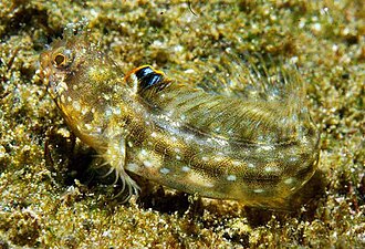 ภาพ ปลา chaplini (Acanthemblemaria chaplini)