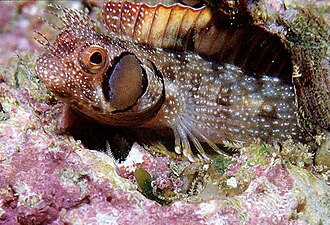 ภาพ ปลา crockeri (Acanthemblemaria crockeri)