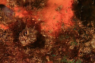 ภาพ ปลา exilispinus (Acanthemblemaria exilispinus)