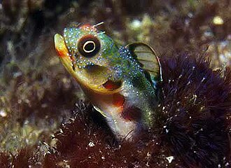 ภาพ ปลา macrospilus (Acanthemblemaria macrospilus)