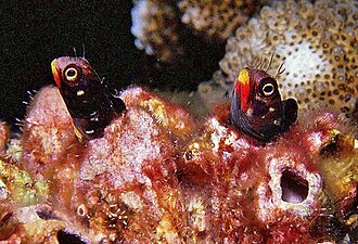 ภาพ ปลา mangognatha (Acanthemblemaria mangognatha)