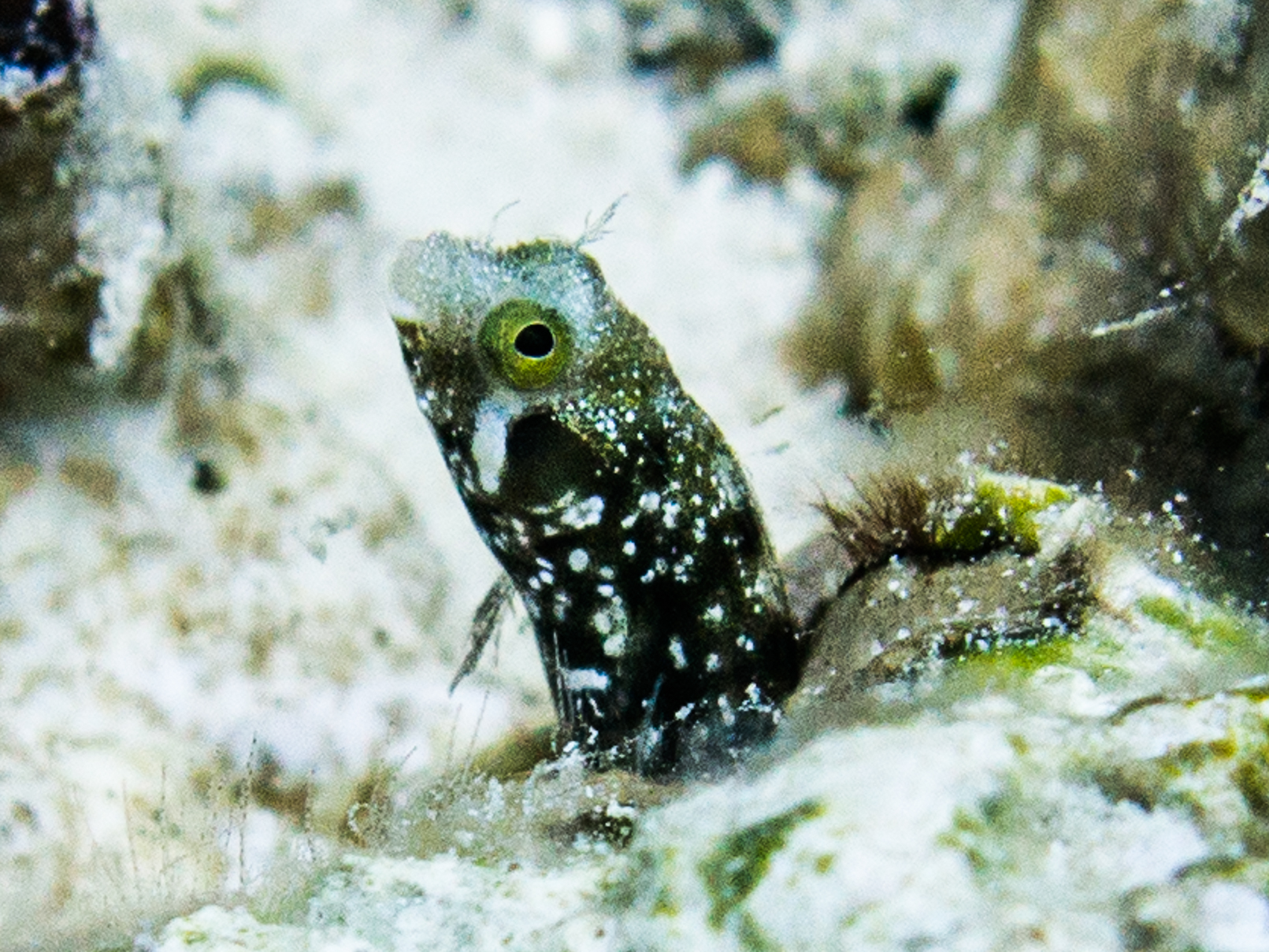 ภาพ ปลา spinosa (Acanthemblemaria spinosa)