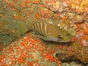 ภาพ ปลาทะเลบราซิล (Acanthistius brasilianus)