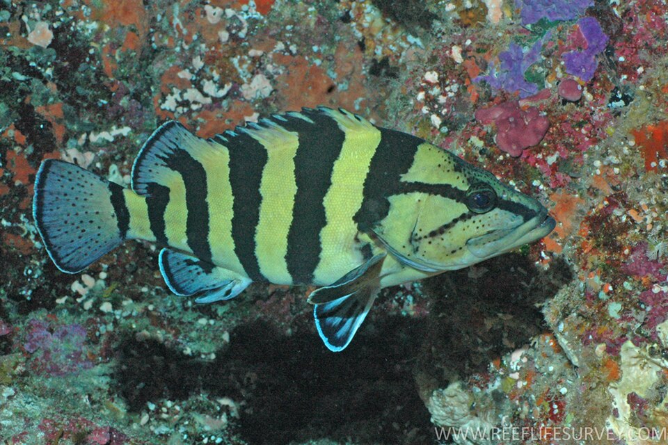 ภาพ ปลาทะเลลายบั้ง (Acanthistius cinctus)