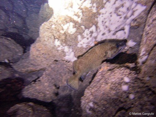 ภาพ ปลาทะเล fuscus (Acanthistius fuscus)