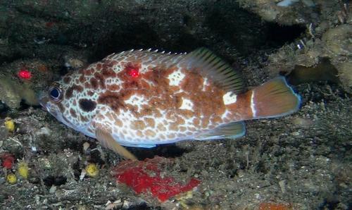 ภาพ ปลาทะเล joanae (Acanthistius joanae)