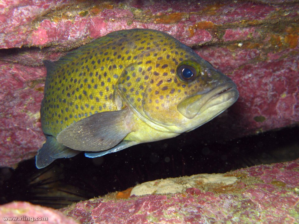 ภาพ ปลาทะเล ocellatus (Acanthistius ocellatus)