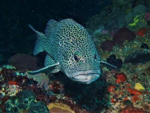 ภาพ ปลาทะเลลายเสือดาว (Acanthistius pardalotus)