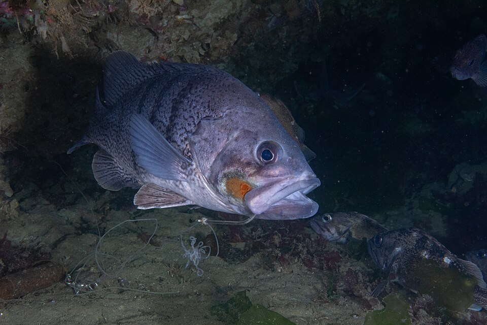 ภาพ ปลาทะเล patachonicus (Acanthistius patachonicus)