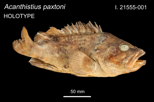 ภาพ ปลาทะเลส้มลายเส้น (Acanthistius paxtoni)