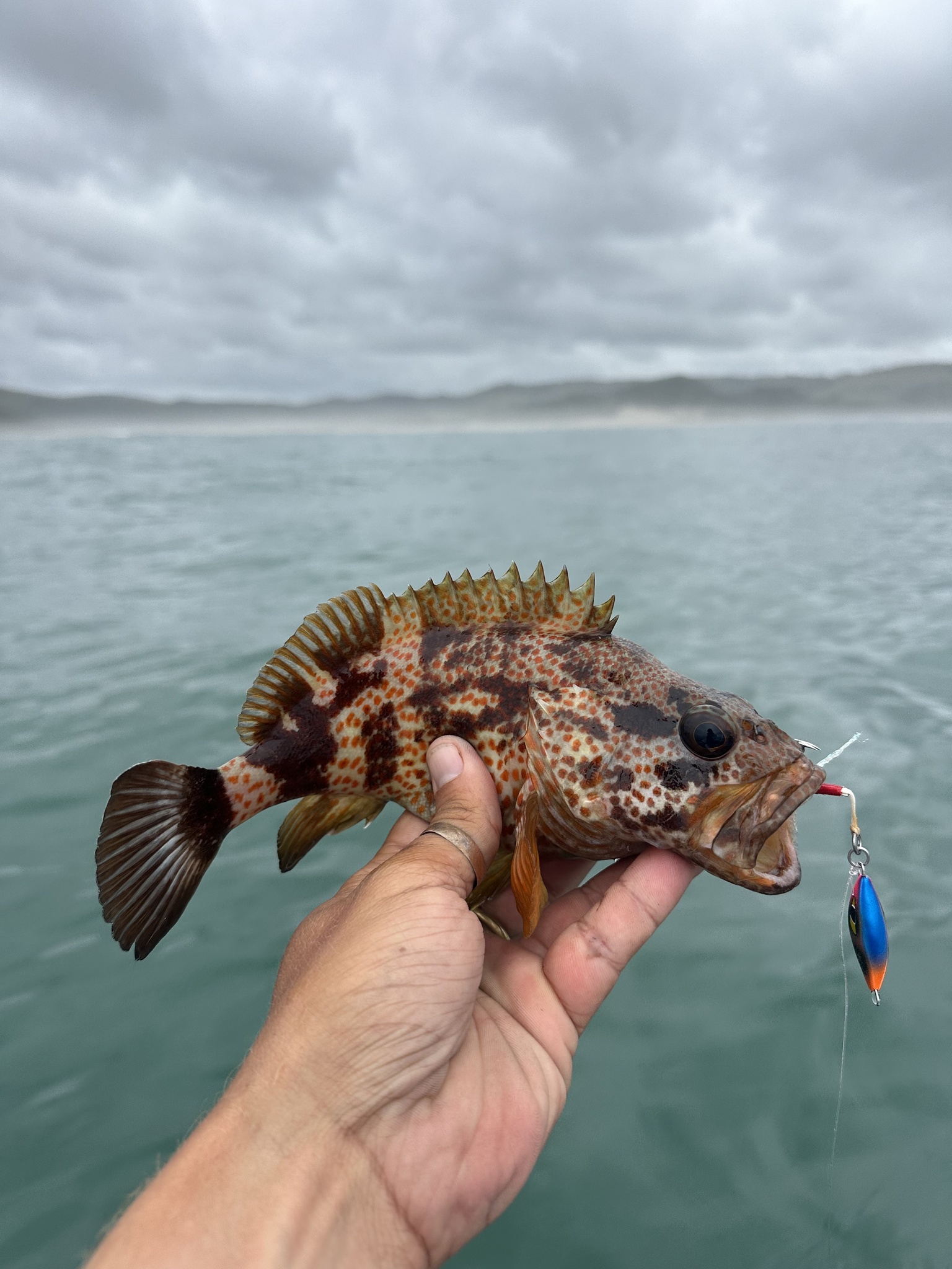 ภาพ ปลาทะเล sebastoides (Acanthistius sebastoides)