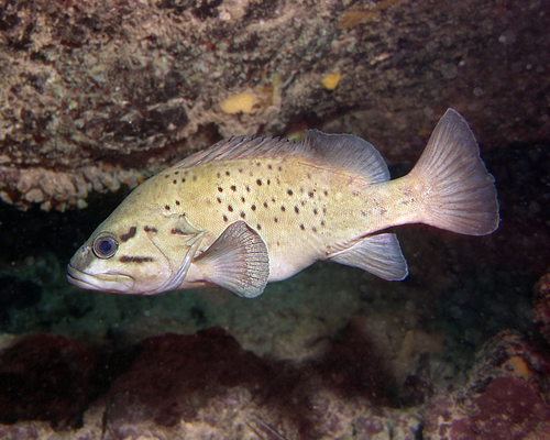 ภาพ ปลาทะเล serratus (Acanthistius serratus)