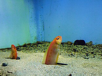 ภาพ ปลา krusensternii (Acanthocepola krusensternii)