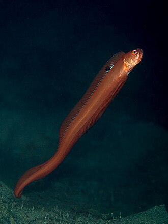 ภาพ ปลา limbata (Acanthocepola limbata)