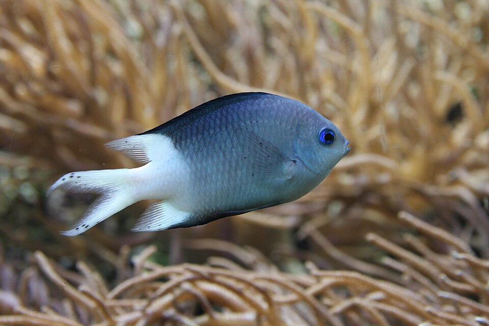 ภาพ ปลาสลิดหินหนาม (Acanthochromis polyacanthus)