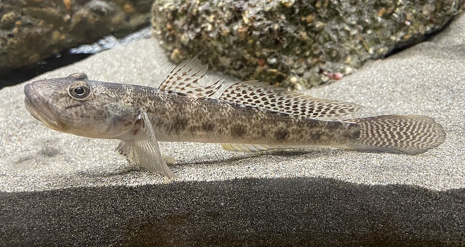 ภาพ ปลาบู่ครีบเหลืองบู่ (Acanthogobius flavimanus)