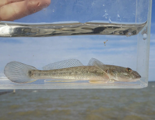 ภาพ ปลาบู่บู่ (Acanthogobius hasta)
