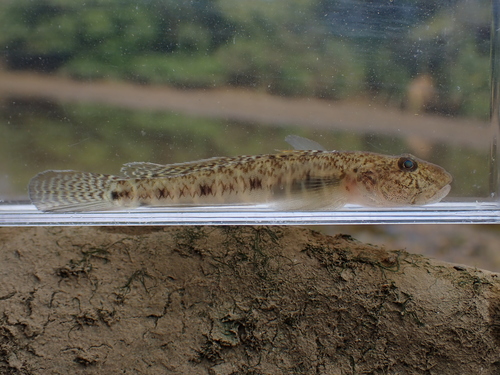 ภาพ ปลาบู่บู่ (Acanthogobius insularis)