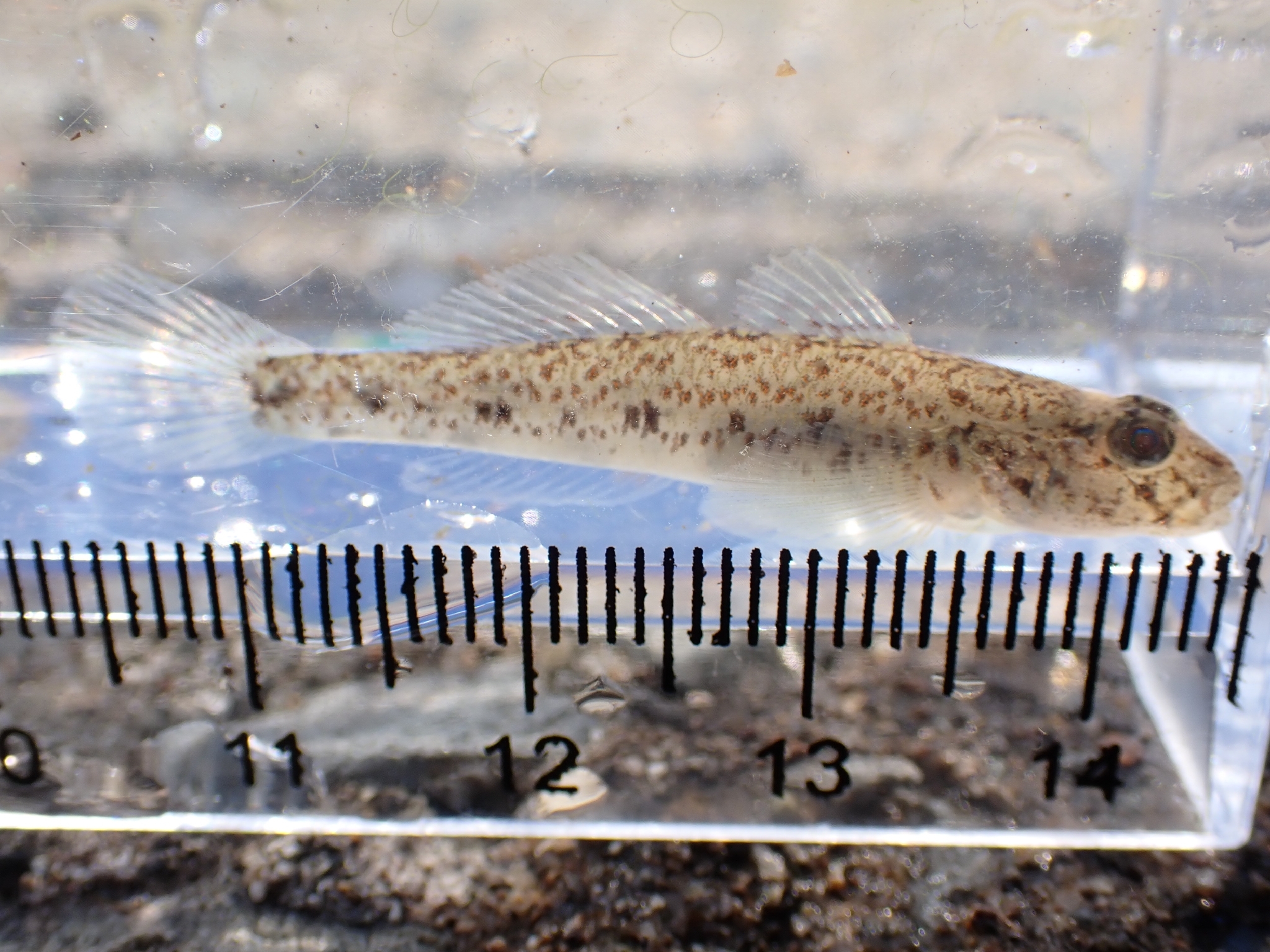 ภาพ ปลาบู่บู่ (Acanthogobius lactipes)