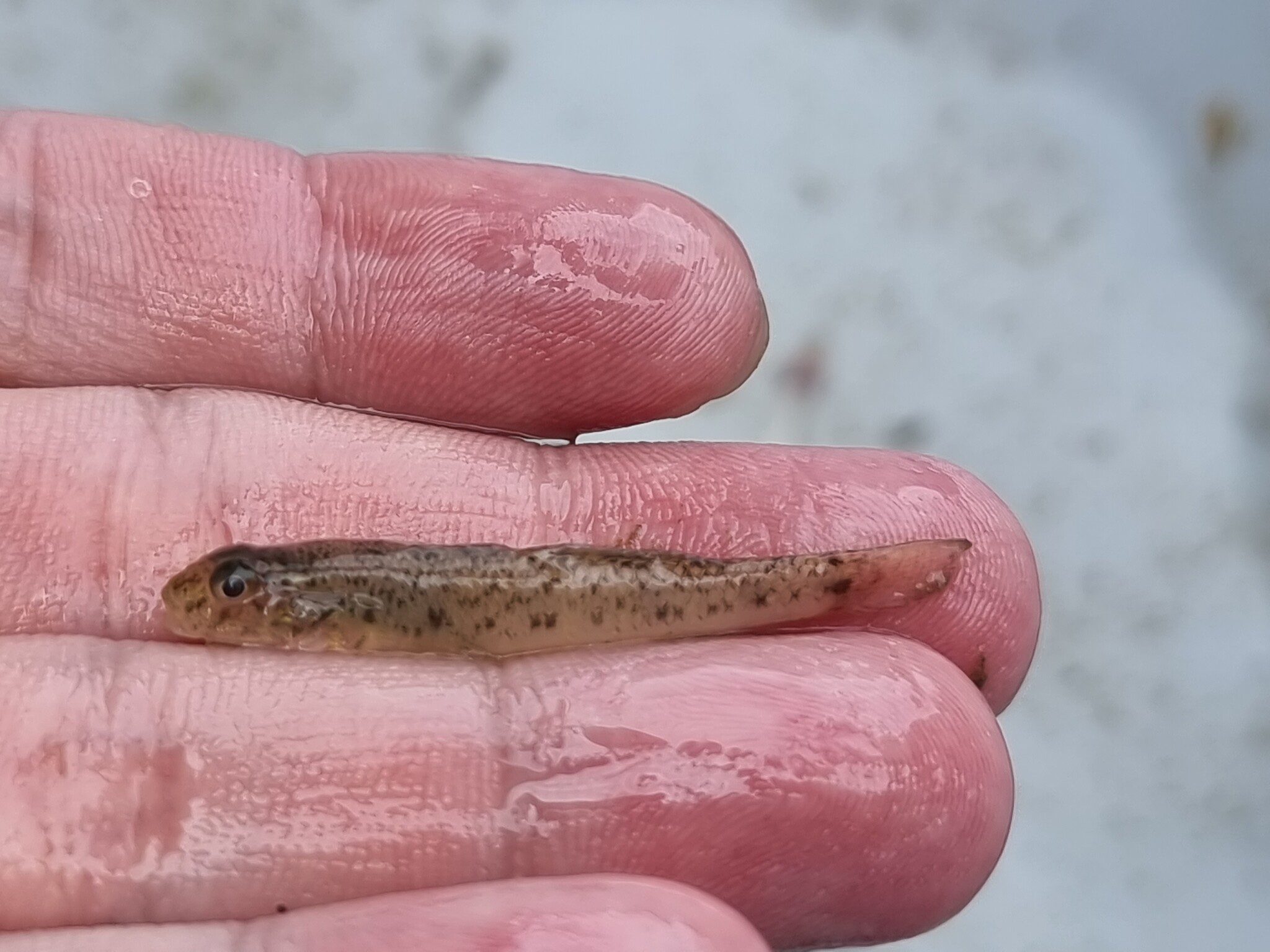 ภาพ ปลาบู่ขาวบู่ (Acanthogobius luridus)