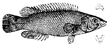 ภาพ ปลานกขุนทอง palloni (Acantholabrus palloni)