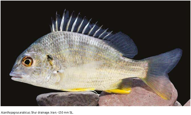 ภาพ ปลา arabicus (Acanthopagrus arabicus)