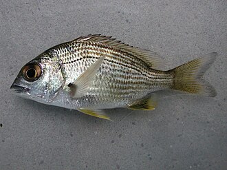 ภาพ ปลา australis (Acanthopagrus australis)