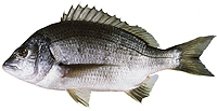 ภาพ ปลา butcheri (Acanthopagrus butcheri)
