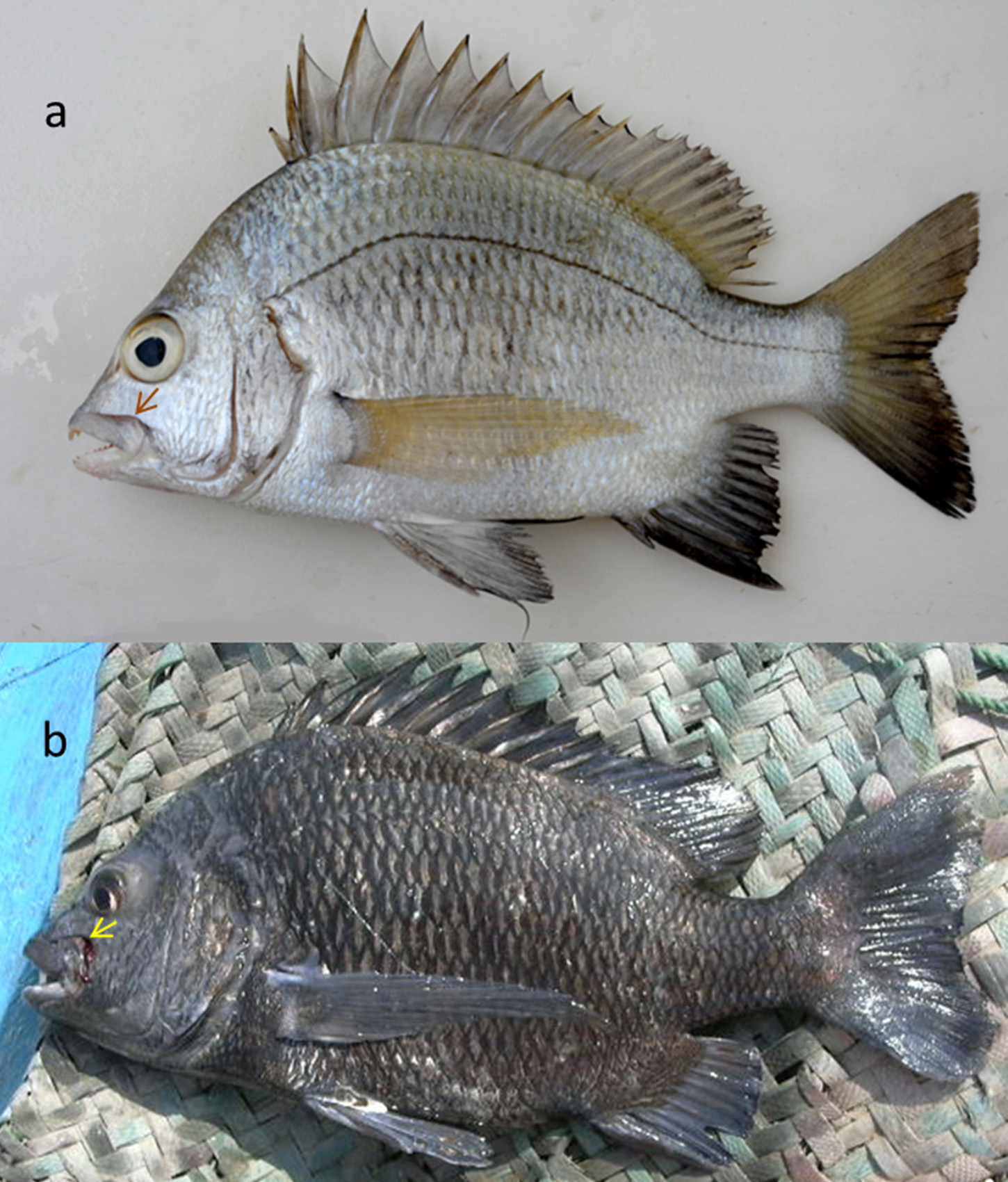 ภาพ ปลา catenula (Acanthopagrus catenula)