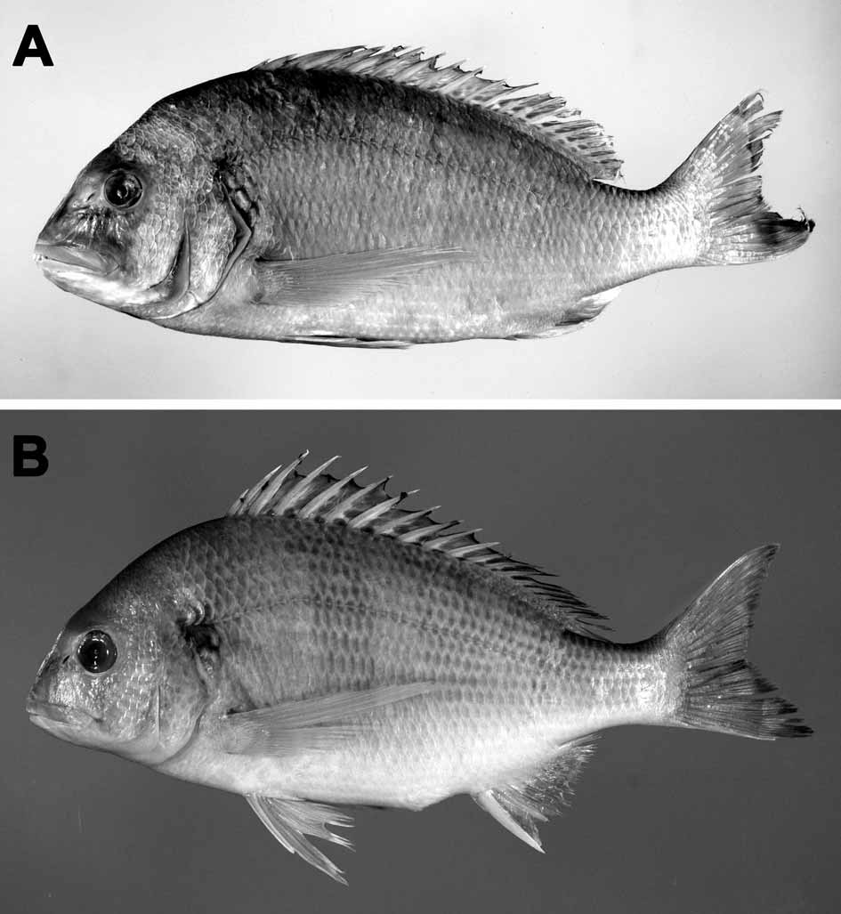 ภาพ ปลา randalli (Acanthopagrus randalli)