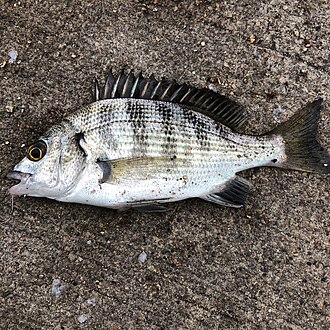 ภาพ ปลา schlegelii (Acanthopagrus schlegelii)