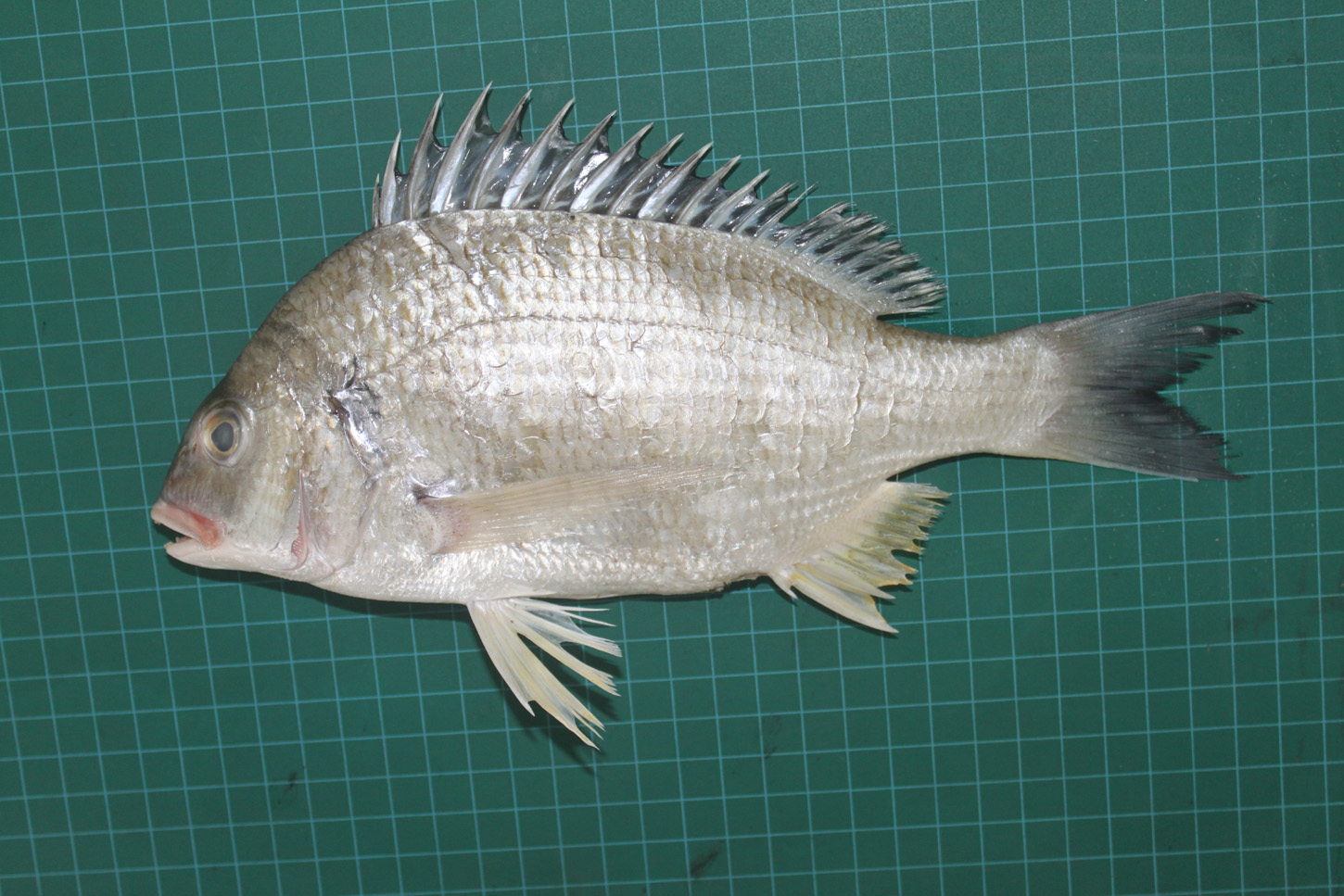 ภาพ ปลา sheim (Acanthopagrus sheim)
