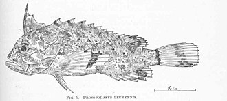 ภาพ ปลา leurynnis (Acanthosphex leurynnis)