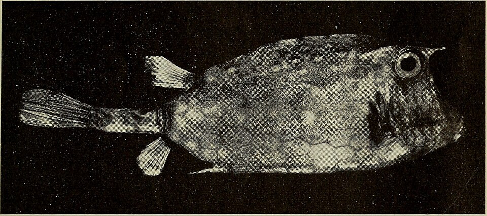 ภาพ ปลากล่อง notacanthus (Acanthostracion notacanthus)