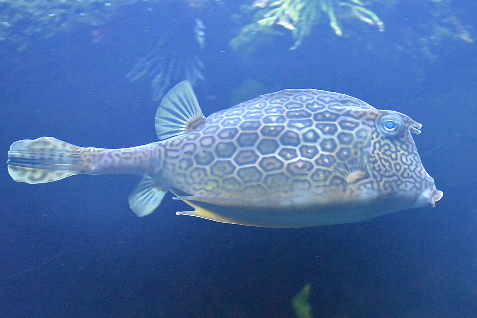 ภาพ ปลากล่อง polygonius (Acanthostracion polygonius)