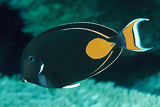 ภาพ ปลาขี้ตังเบ็ด achilles (Acanthurus achilles)