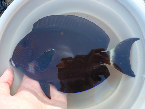 ภาพ ปลาขี้ตังเบ็ด albimento (Acanthurus albimento)