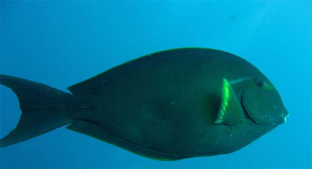 ภาพ ปลาขี้ตังเบ็ดขาว (Acanthurus albipectoralis)