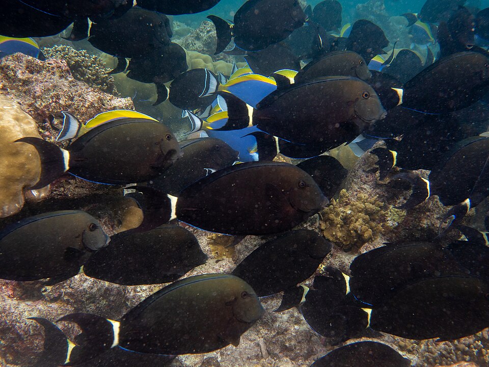 ภาพ ปลาขี้ตังเบ็ดส้ม (Acanthurus auranticavus)