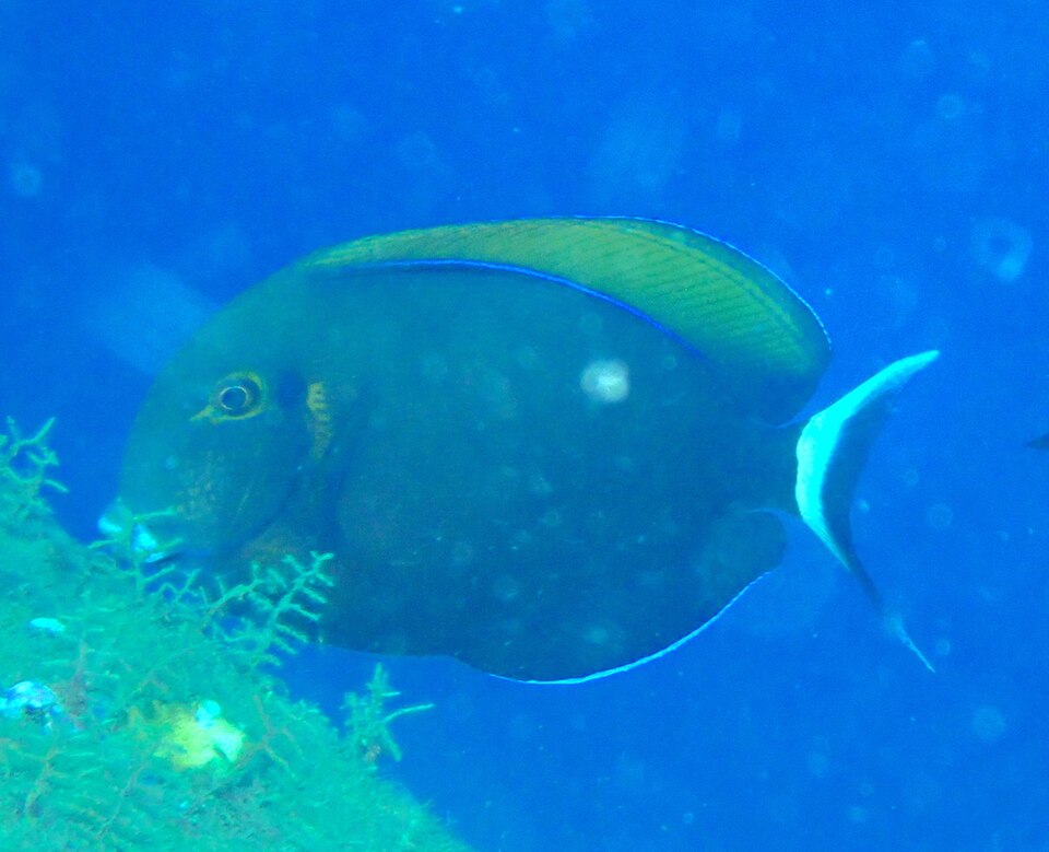 ภาพ ปลาขี้ตังเบ็ดแต้มดำ (Acanthurus bariene)