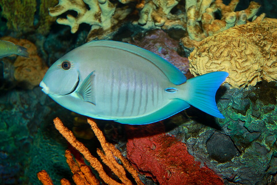 ภาพ ปลาขี้ตังเบ็ดดำ (Acanthurus chirurgus)