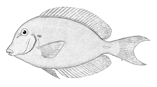 ภาพ ปลาขี้ตังเบ็ด chronixis (Acanthurus chronixis)