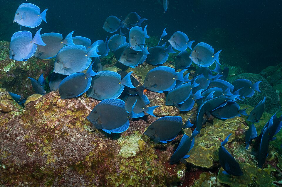 ภาพ ปลาขี้ตังเบ็ดแอตแลนติกน้ำเงิน (Acanthurus coeruleus)