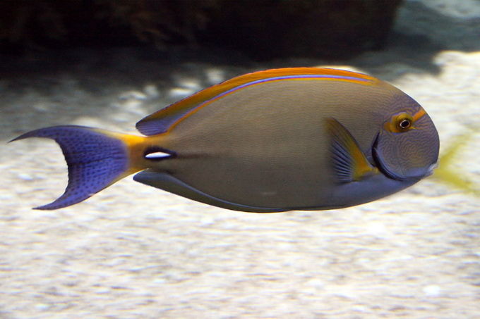 ภาพ ปลาขี้ตังเบ็ดครีบลาย (Acanthurus dussumieri)