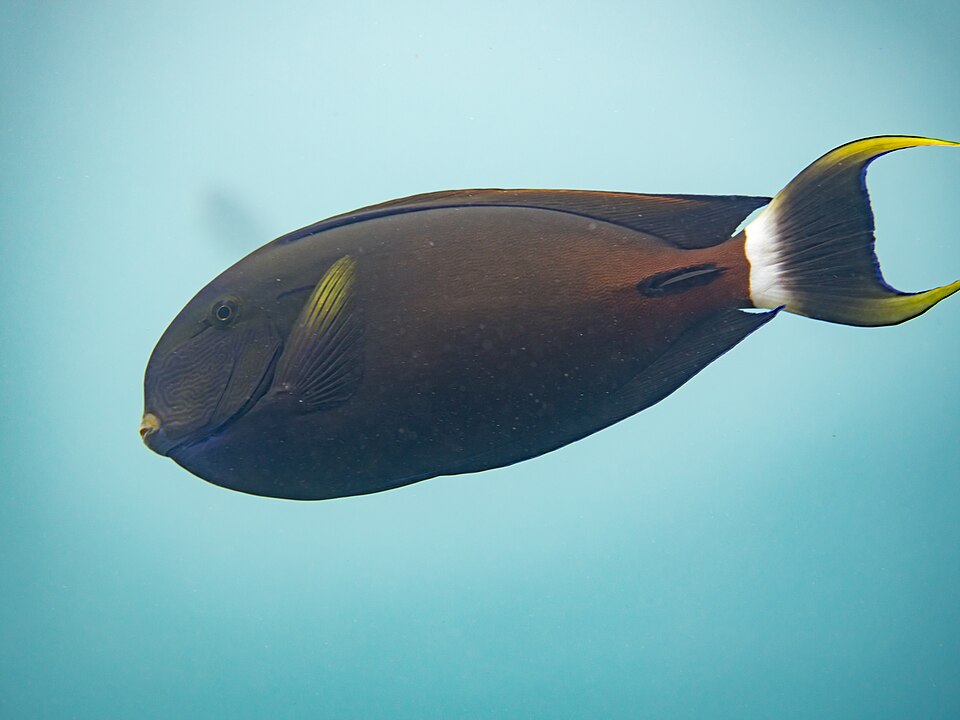 ภาพ ปลาขี้ตังเบ็ดปาน (Acanthurus fowleri)
