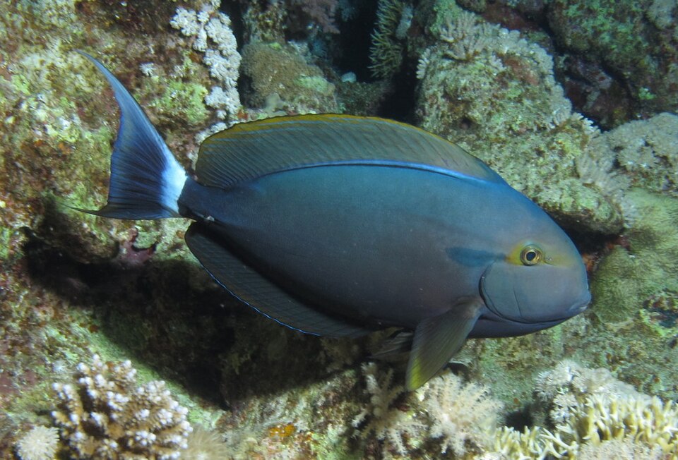 ภาพ ปลาขี้ตังเบ็ดคล้ำ (Acanthurus gahhm)