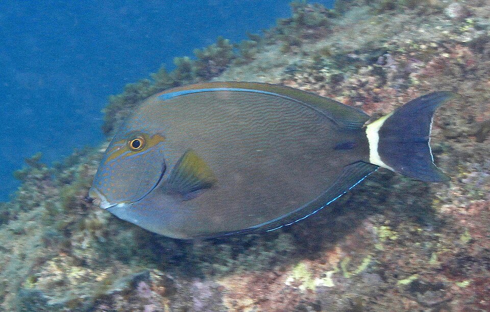 ภาพ ปลาขี้ตังเบ็ดลายเส้น (Acanthurus grammoptilus)