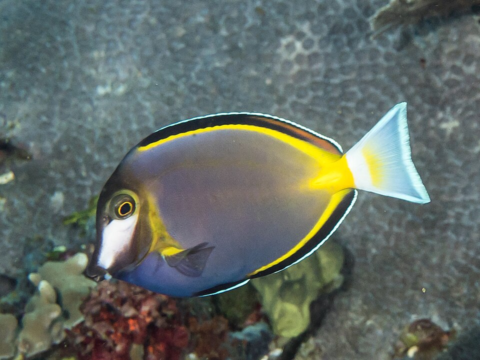 ภาพ ปลาขี้ตังเบ็ดหน้าขาวญี่ปุ่น (Acanthurus japonicus)