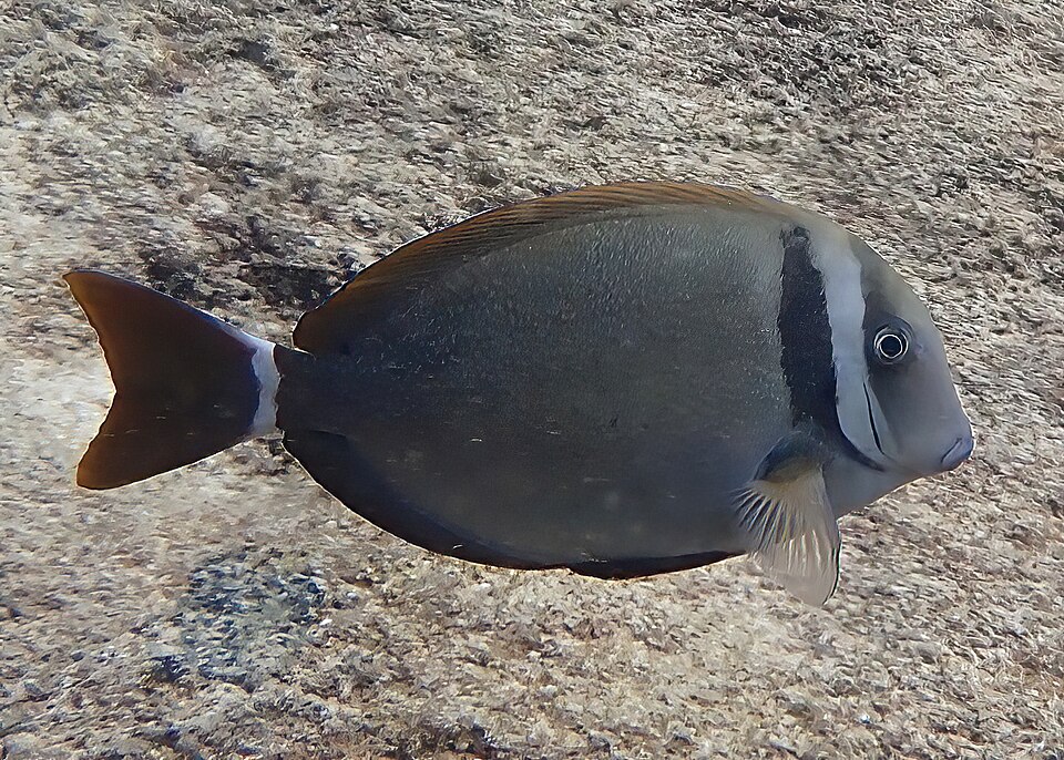 ภาพ ปลาขี้ตังเบ็ดบั้ง (Acanthurus leucopareius)