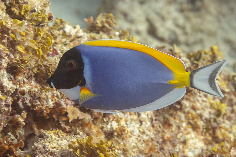 ภาพ ปลาขี้ตังเบ็ดหน้าขาว (Acanthurus leucosternon)